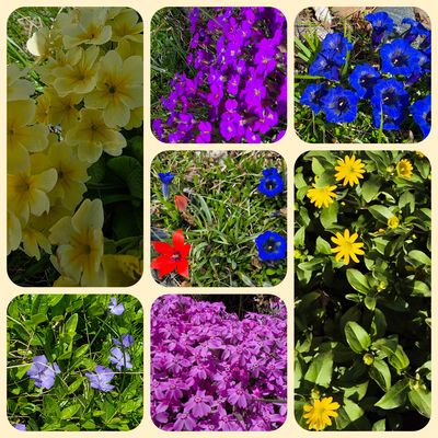 Collage verschiedener Blumen in Gelb, Violett, Blau und Orange